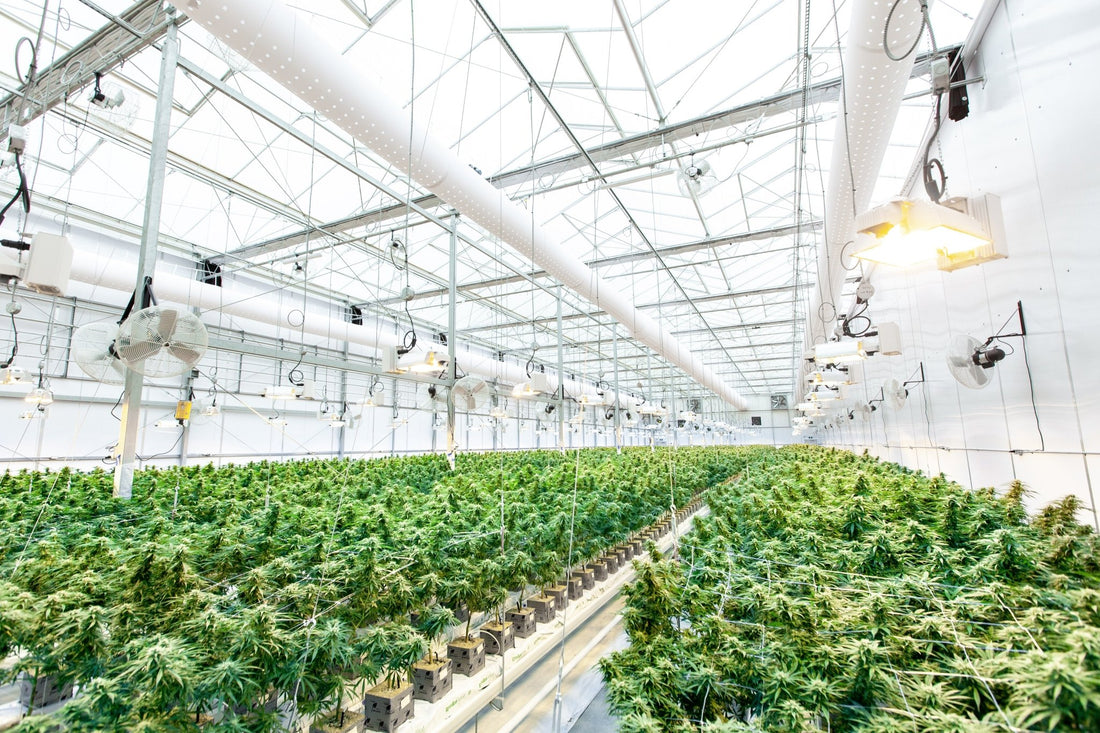 Devriez-vous vraiment vous préoccuper de la culture du cannabis CBD que vous consommez? - Fleurs de CBD