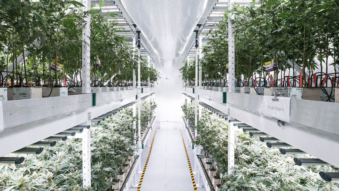 La ferme urbaine du CBD - Fleurs de CBD