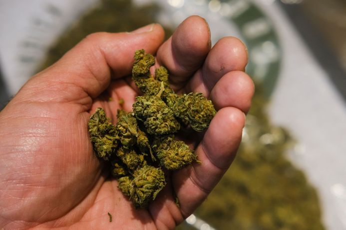 Qu'est-ce que le cannabis CBD Cannabidiol ? - Fleurs de CBD