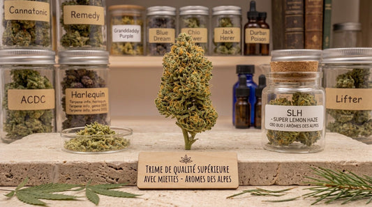Fleur de CBD Harlequin Indoor Sativa Indica - parfum résineux et boisé