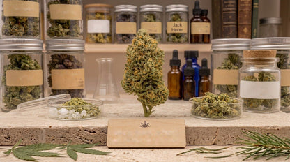 Pack fort taux de fleurs de CBD : Jack Herer 21 %