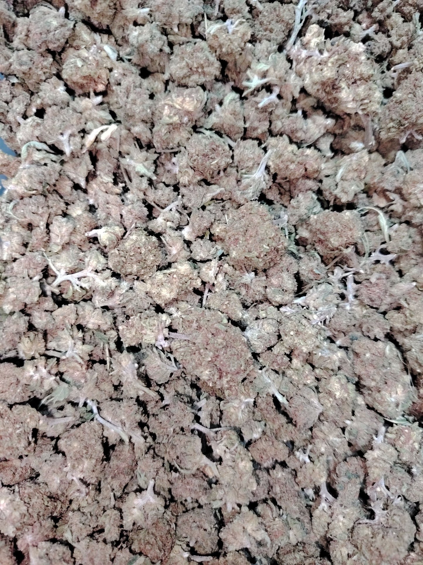 Small Bud Mango cbd - Fleurs de CBD